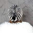 Striped Black & Gray Fur Hat, Mink Fur Beanie, Fluffy Ladies Fur Hat, Knitted Real Mink Fur Hat, Warm Fur Hat For Her, Perfect Gift for Mom
