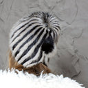 Striped Black & Gray Fur Hat, Mink Fur Beanie, Fluffy Ladies Fur Hat, Knitted Real Mink Fur Hat, Warm Fur Hat For Her, Perfect Gift for Mom