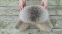 Mens Cognac Brown Leather Ushanka Hat, Winter Aviator Cap with Fluffy Golden Island Fox Fur, Warm Bomber Hat With Earflaps, Gift for Him