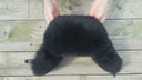 Black Fur Trapper Hat, Men Real Fur Hat, Black Aviator Hat, Earflap Hat Men, Fox Fur Bomber Hat, Black Ushanka, Furry Hat Gift For Boyfriend