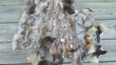Remnants of Raccoon Fur, Fur Pieces for Crafts, Real Raccoon Fur Scraps, Unsorted Natural Fur for Crafts or Accessories, Taxidermy Scraps